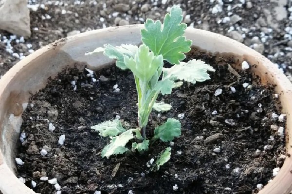 雏菊发芽后的护理方法,环境湿度保持在70%以上