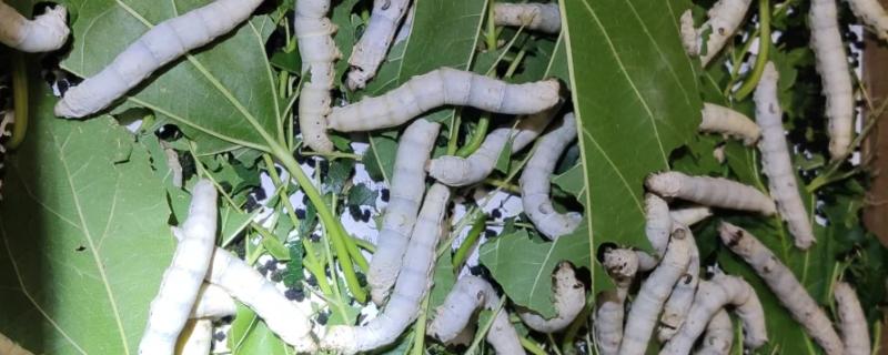 养活幼蚕的方法，平时饲喂鲜嫩的桑叶