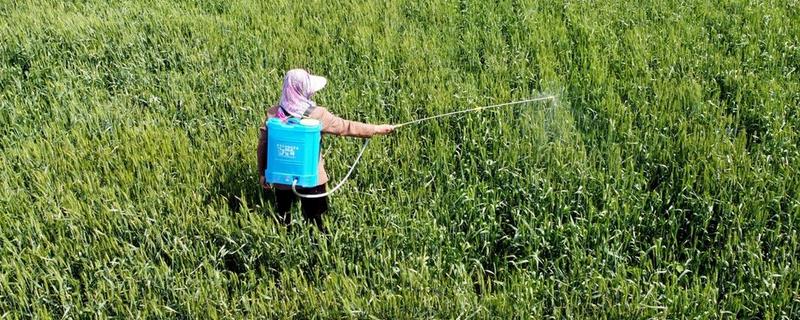 药剂什么时候打，冬季应在温度回升时喷药