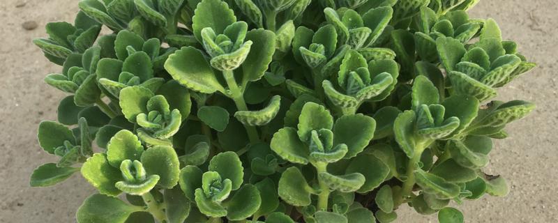 一抹香的修剪方法，顶部的枝叶可剪除三分之一