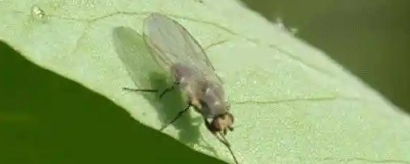 如何防治豌豆彩潜蝇，清理残枝枯叶可减少虫源