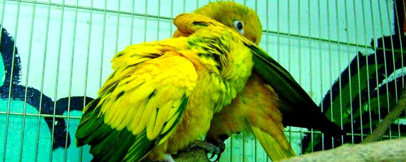 锥尾鹦鹉的习性,喜欢群居以种子、浆果等食物为食