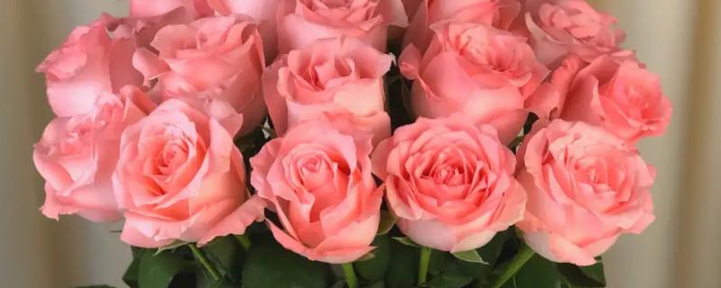 戴安娜玫瑰有什么花语，代表高贵优雅、幸福快乐等含义