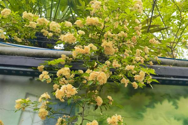 家里种木香花好吗，适合在家种植