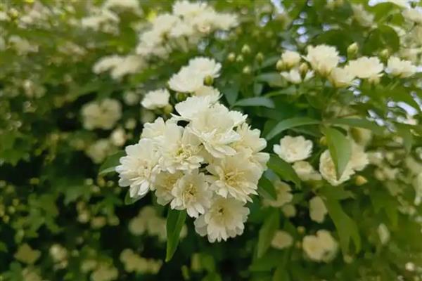 家里种木香花好吗，适合在家种植