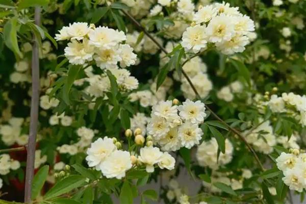 家里种木香花好吗，适合在家种植