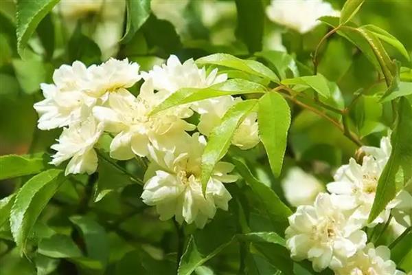 家里种木香花好吗，适合在家种植