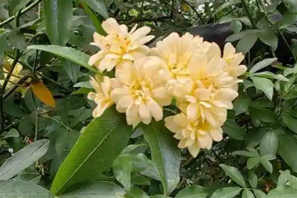 家里种木香花好吗，适合在家种植