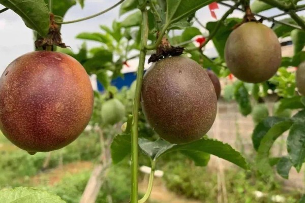 百香果在几月成熟，一般在5-10月成熟