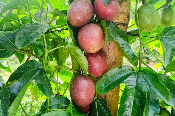 百香果在几月成熟，一般在5-10月成熟