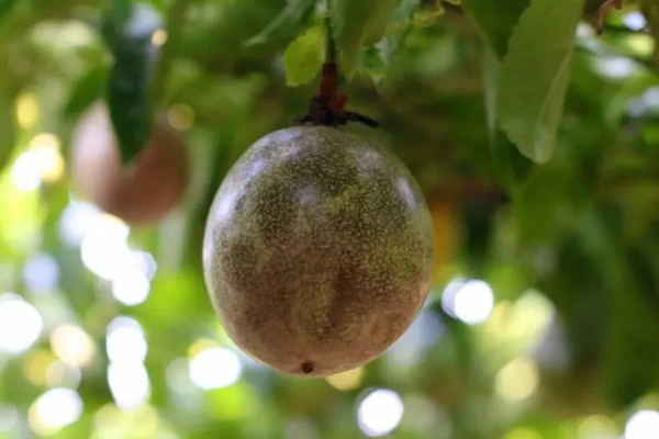 百香果在几月成熟，一般在5-10月成熟