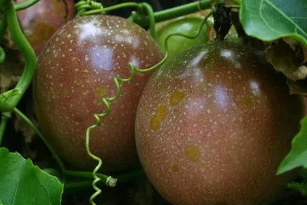 百香果在几月成熟，一般在5-10月成熟