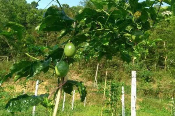 百香果在几月成熟，一般在5-10月成熟