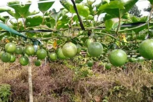 百香果在几月成熟，一般在5-10月成熟