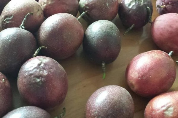 百香果在几月成熟，一般在5-10月成熟