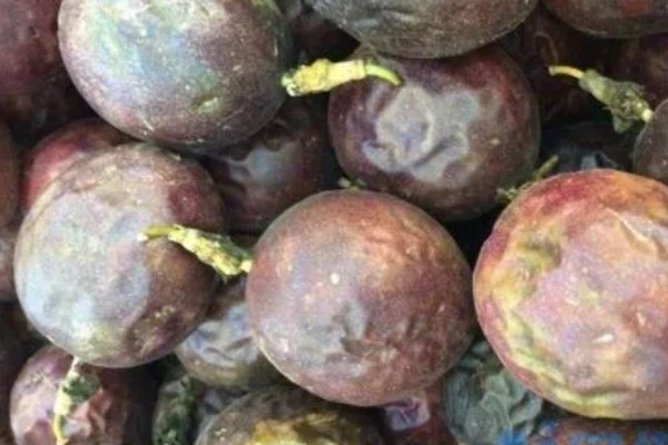 百香果在几月成熟，一般在5-10月成熟