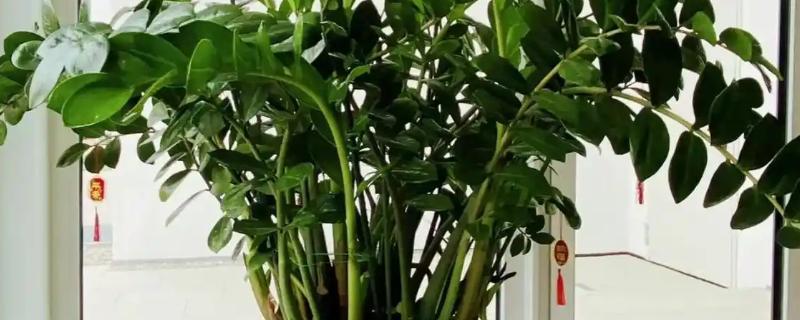 金钱树烂茎的原因，可能是土壤板结或浇水过多所致