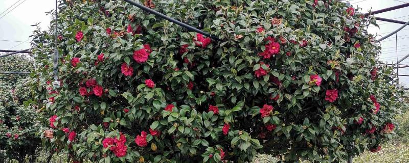 茶花主干太高怎么办，将分枝倾斜向下剪能起到矮化效果