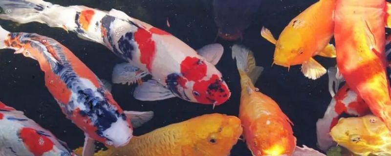 日本锦鲤的原产地，原产于新泻县附近的乡村