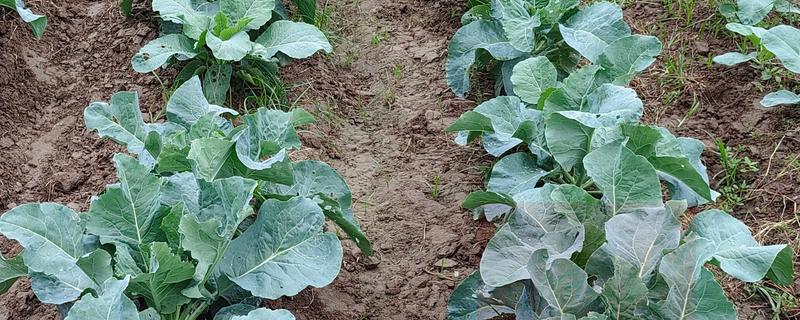 青花菜病毒病的综合防治方法，需远离其他十字花科蔬菜