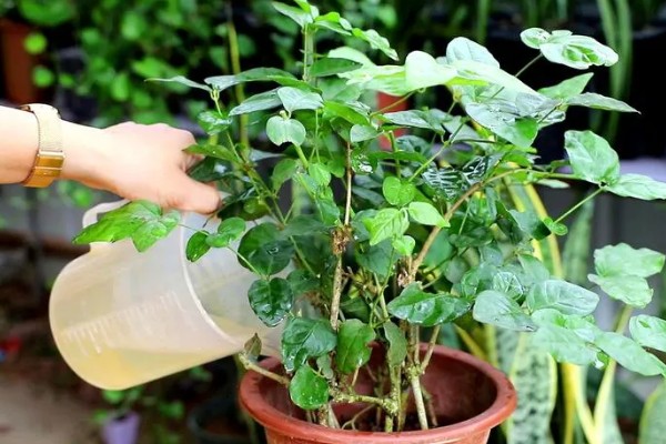 茉莉花怕冻吗,最低耐寒5℃