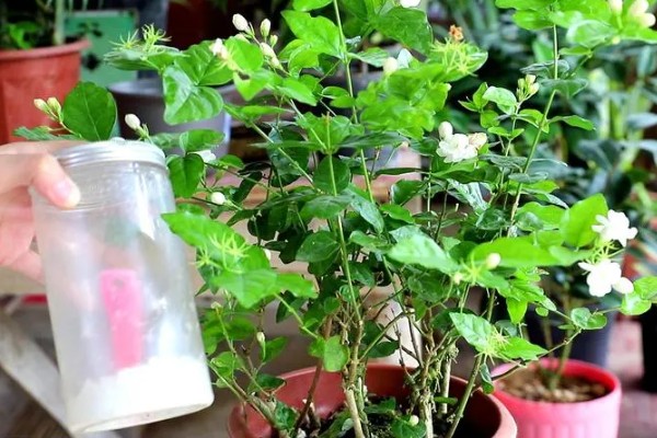 茉莉花怕冻吗,最低耐寒5℃