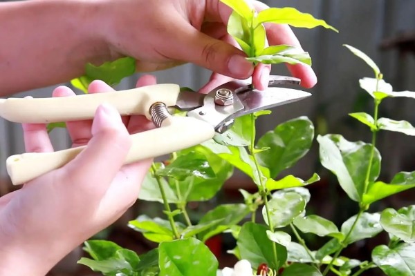 茉莉花怕冻吗,最低耐寒5℃