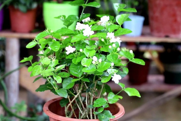 茉莉花怕冻吗,最低耐寒5℃