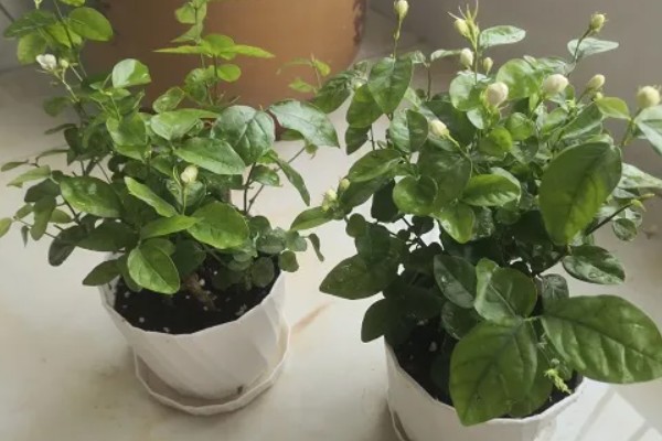 茉莉花怕冻吗,最低耐寒5℃