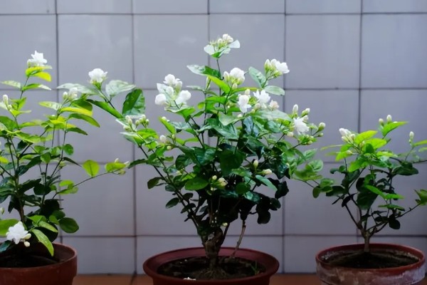 茉莉花怕冻吗,最低耐寒5℃