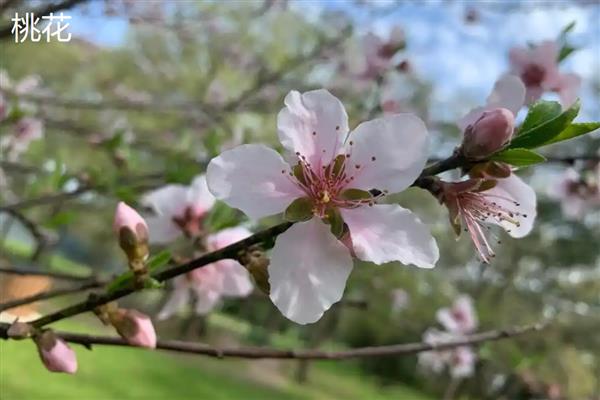 杏花桃花樱花如何区分，其花瓣和花色均不同