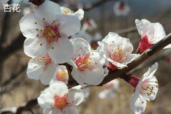 杏花桃花樱花如何区分，其花瓣和花色均不同