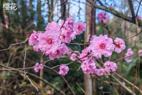 杏花桃花樱花如何区分，其花瓣和花色均不同