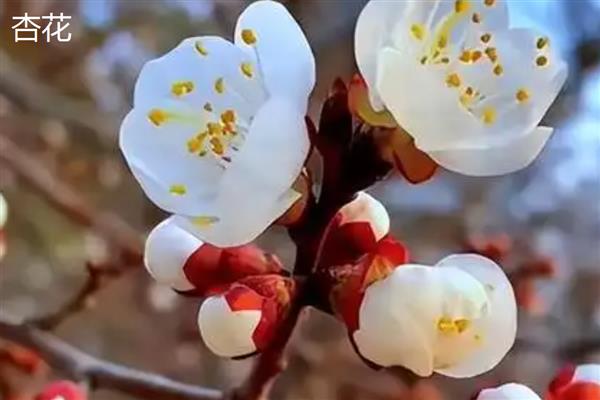 杏花桃花樱花如何区分，其花瓣和花色均不同