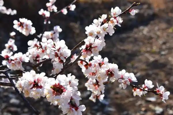 杏花桃花樱花如何区分，其花瓣和花色均不同