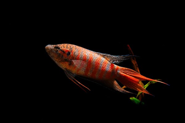 中国斗鱼会吃黑壳虾吗，中国斗鱼会吃黑壳虾