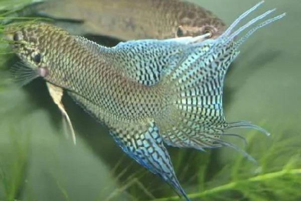 中国斗鱼会吃黑壳虾吗，中国斗鱼会吃黑壳虾