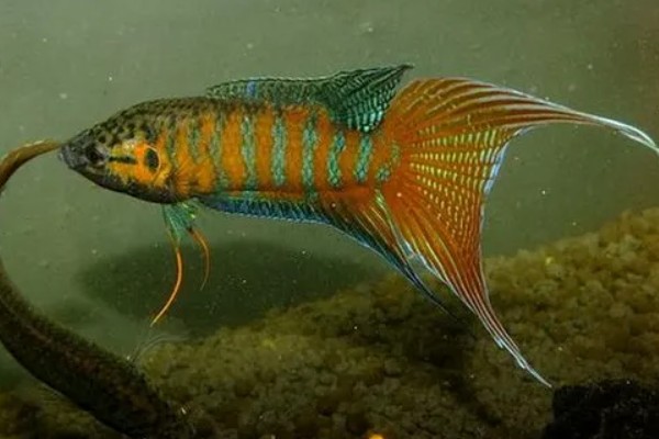 中国斗鱼会吃黑壳虾吗，中国斗鱼会吃黑壳虾