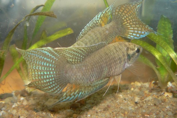 中国斗鱼会吃黑壳虾吗，中国斗鱼会吃黑壳虾