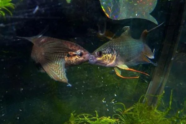 中国斗鱼会吃黑壳虾吗，中国斗鱼会吃黑壳虾