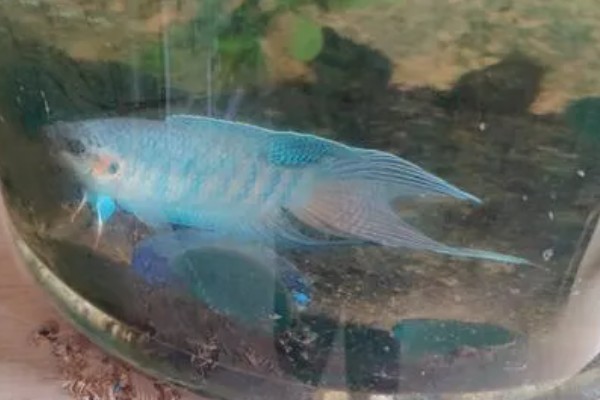 中国斗鱼会吃黑壳虾吗，中国斗鱼会吃黑壳虾