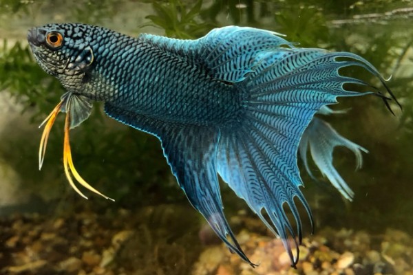 中国斗鱼会吃黑壳虾吗，中国斗鱼会吃黑壳虾