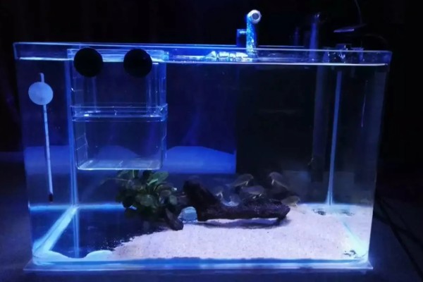 中国斗鱼会吃黑壳虾吗，中国斗鱼会吃黑壳虾