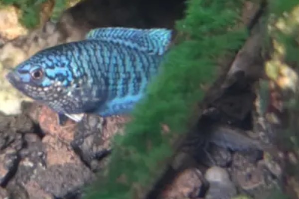 中国斗鱼会吃黑壳虾吗，中国斗鱼会吃黑壳虾