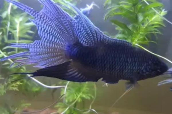 中国斗鱼会吃黑壳虾吗，中国斗鱼会吃黑壳虾