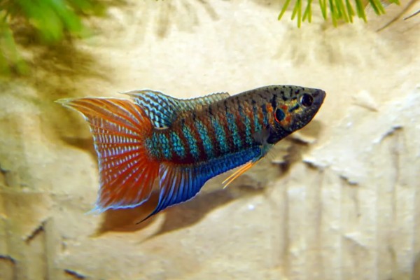 中国斗鱼会吃黑壳虾吗，中国斗鱼会吃黑壳虾