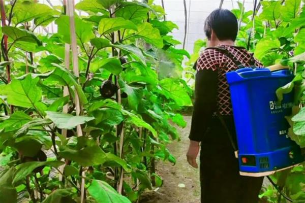 茄子枯萎病打什么药,可喷洒多菌灵