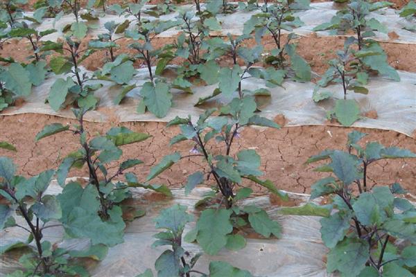 茄子枯萎病打什么药,可喷洒多菌灵