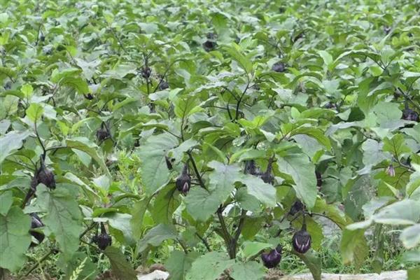 茄子枯萎病打什么药,可喷洒多菌灵