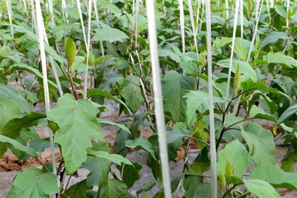 茄子枯萎病打什么药,可喷洒多菌灵